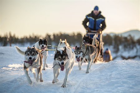 Hundekjøring.