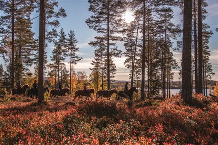 horse riding in the woods