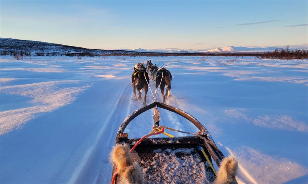 Utforsk hundekjøring i Lappland. Bilde.
