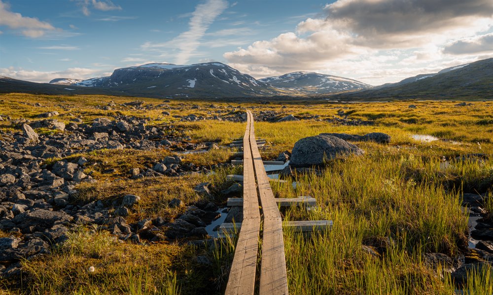 Tresti på Kungsleden. Bilde.