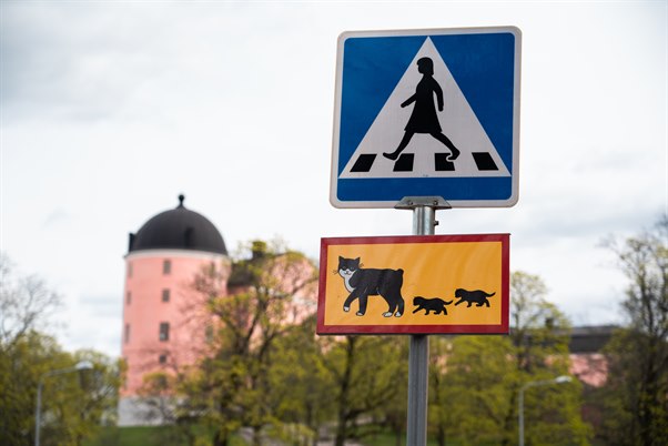 Cat and human pedestrian crossing. Image.