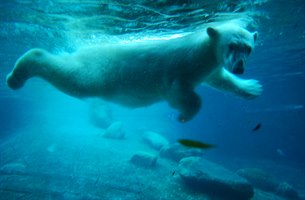 En isbjørn under vandet i Aalborg zoo. Bilde.