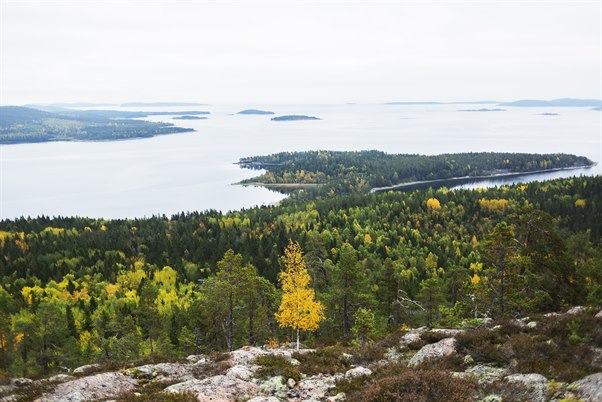 skuleskogen