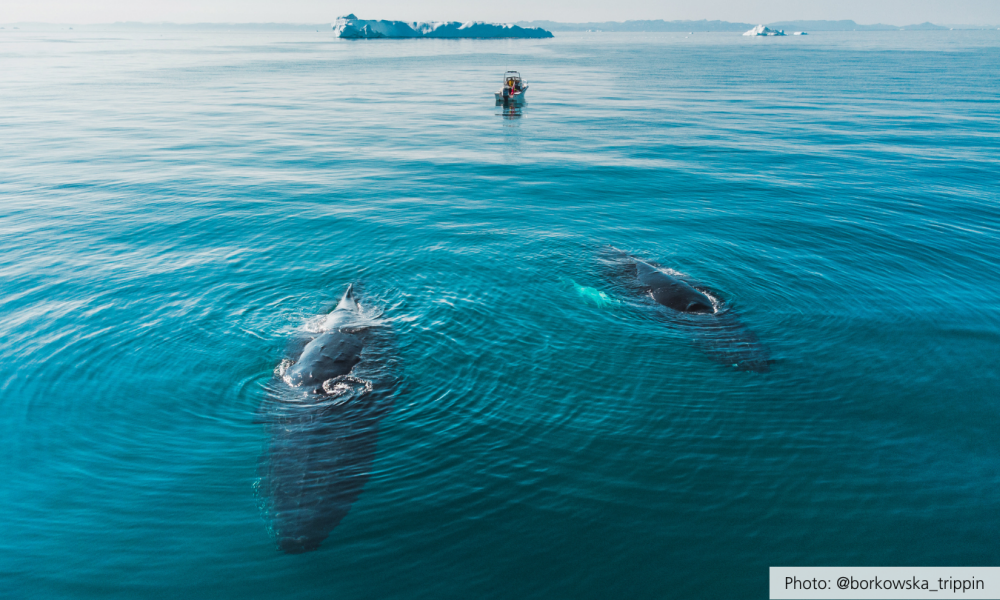 Valar Hotel Søma Aasiaat. Bild.