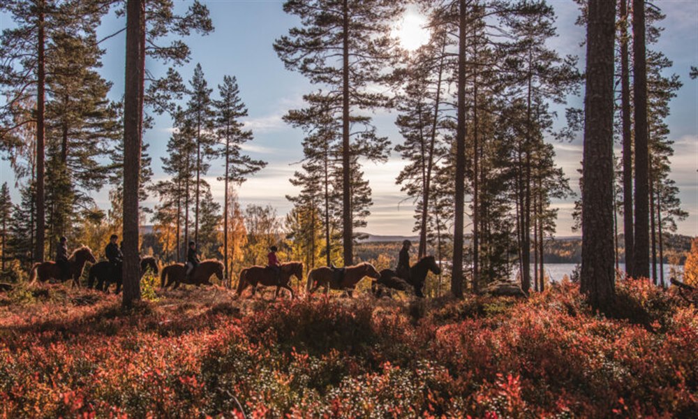 horse riding in the woods