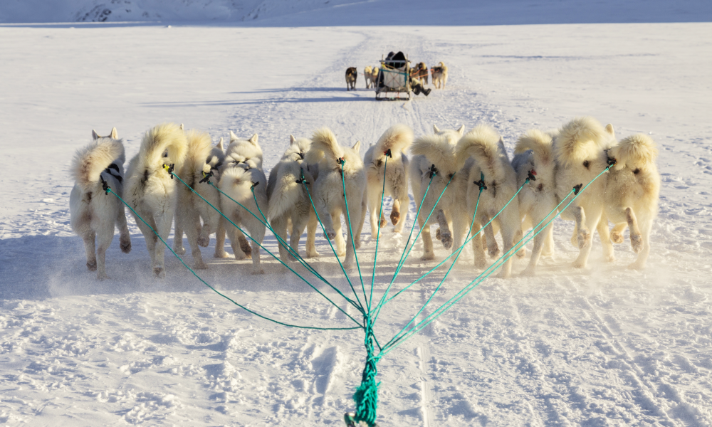 Hundar Hotel Søma Aasiaat. Bild.
