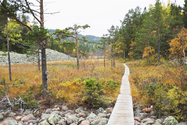 skuleskogen