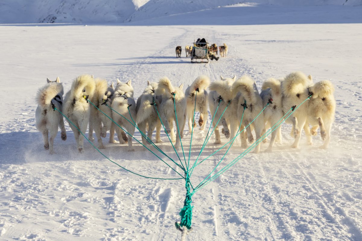 Hundar Hotel Søma Aasiaat. Bild.
