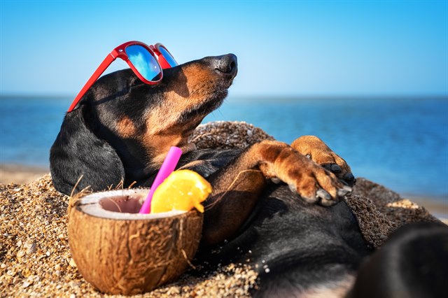 a dog with sunglasses relaxes in the sun