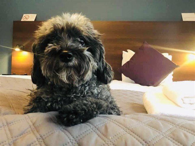 Hund på rummet First Hotel Solna