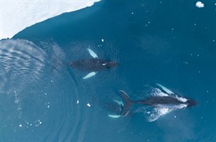 Knølhvalsafari på Grønland. Bilde.